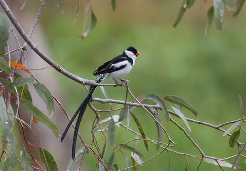 Pin-tailed Whydah