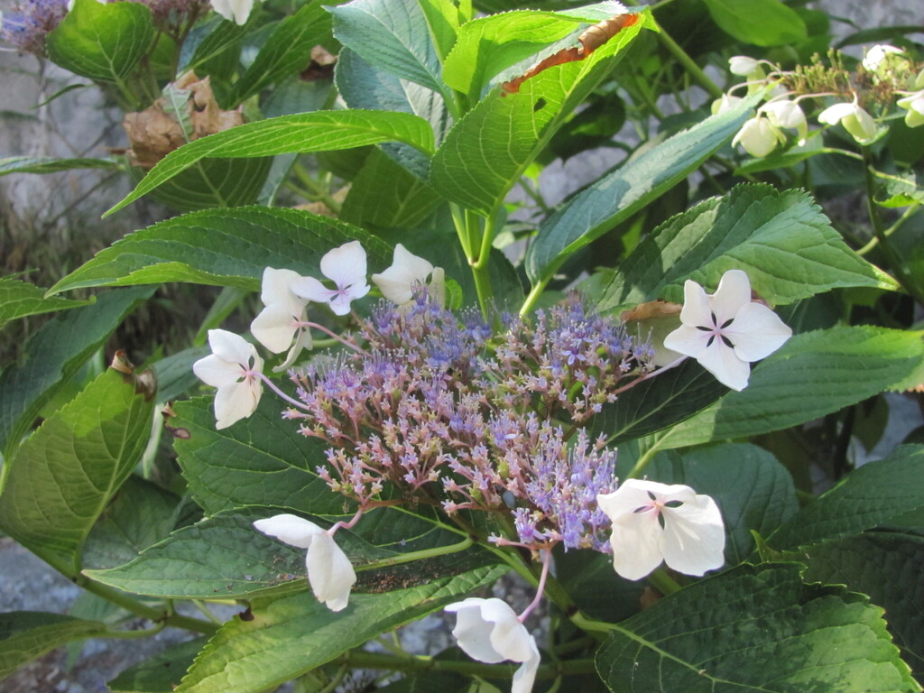 Hydrangea