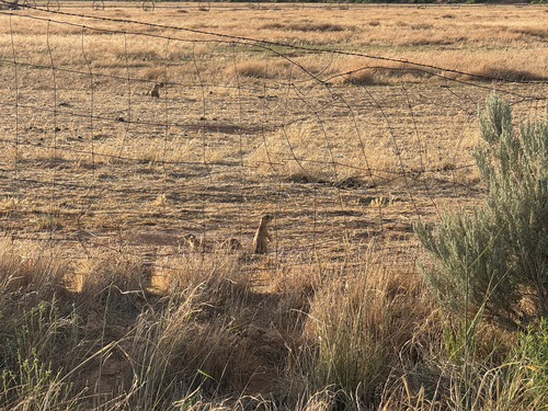 Utah Prairie Dog observed by dsyzdek