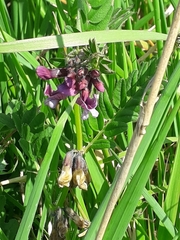 Vicia sepium