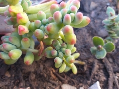 Sedum pachyphyllum