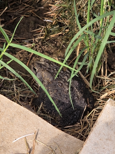 American Toad