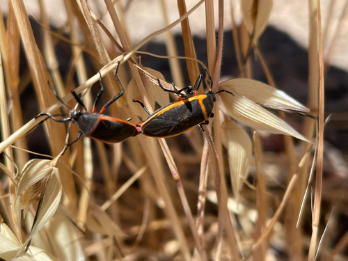 California Bordered Plant Bug