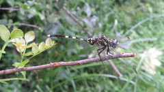 Orthetrum