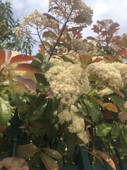 Photinia × fraseri