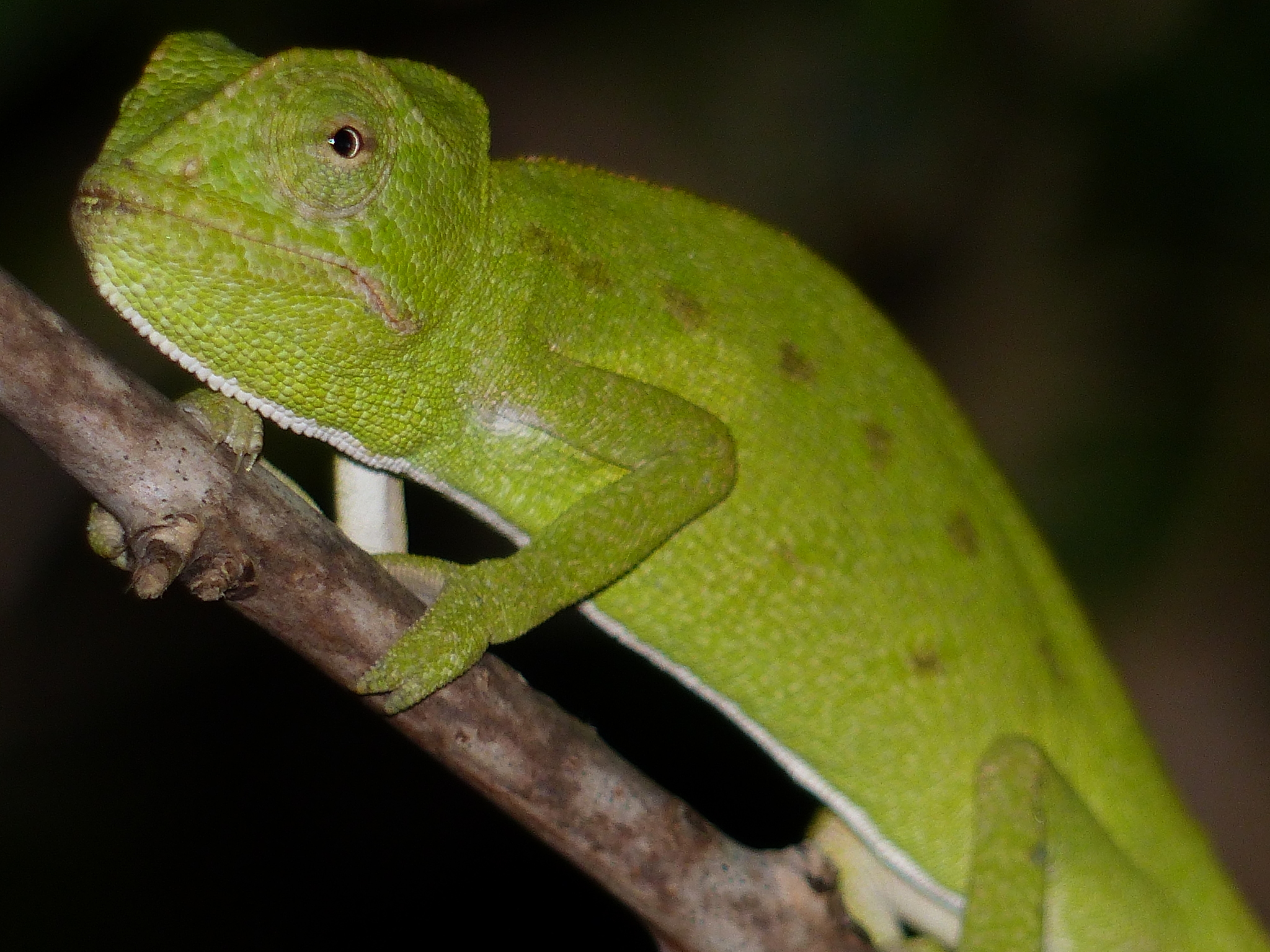 African Chameleon (Chamaeleo africanus) · iNaturalist