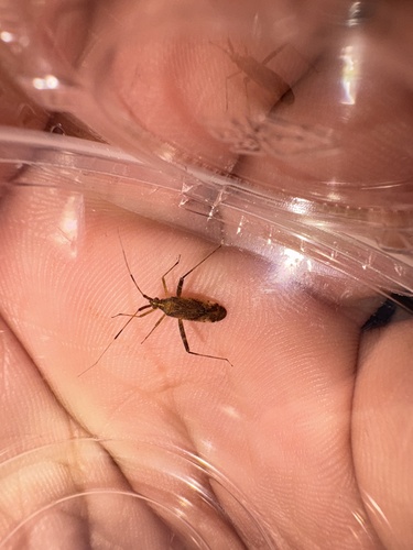 Phytocoris lasiomerus