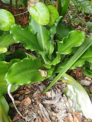 Veltheimia bracteata