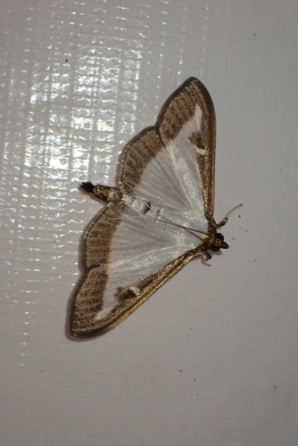 Box Tree Moth