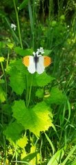 Anthocharis cardamines