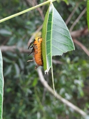 Podontia