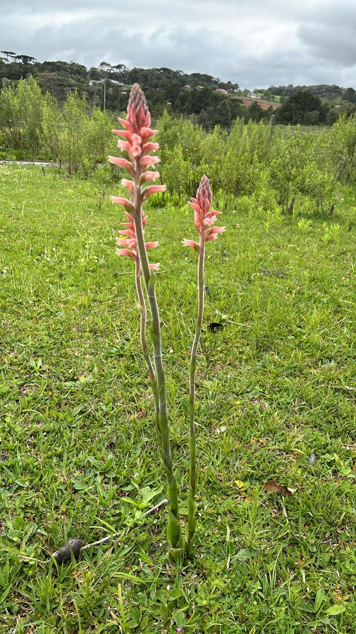 Sacoila lanceolata