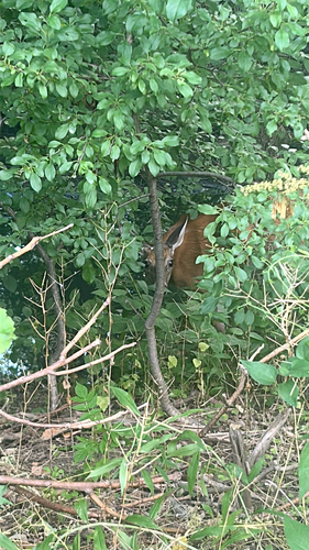 White-tailed Deer