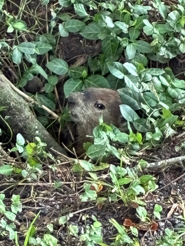 Groundhog