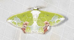 Protuliocnemis partita