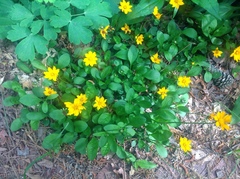 Coreopsis auriculata
