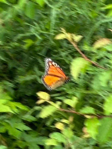 Monarch