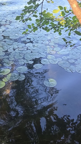 American white waterlily