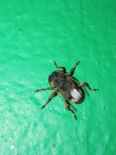 Myoxinus pictus