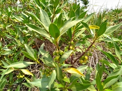 Myoporum bontioides