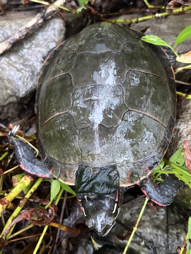 Painted Turtle