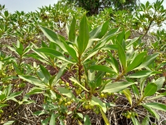 Myoporum bontioides