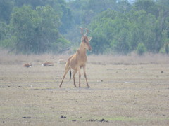 Alcelaphus buselaphus