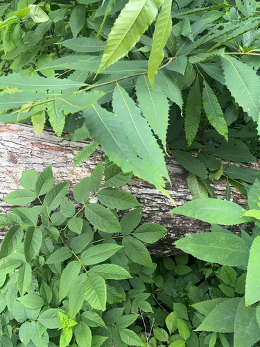 American chestnut