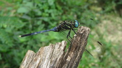 Orthetrum
