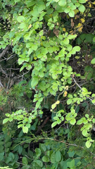 multiflora rose