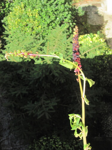 Mexican pokeweed (Phytolacca heterotepala)