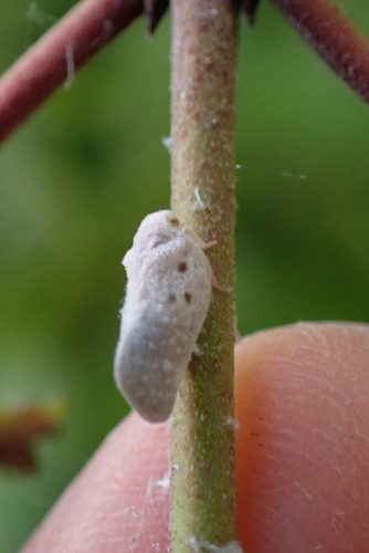 Citrus Flatid Planthopper