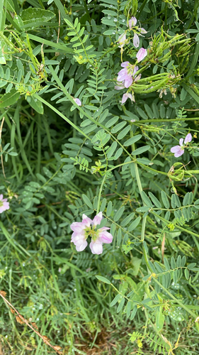 purple crownvetch