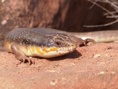 Eumeces algeriensis
