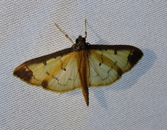 Eulepte gastralis