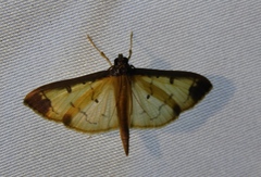 Eulepte gastralis