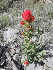 Castilleja rigida