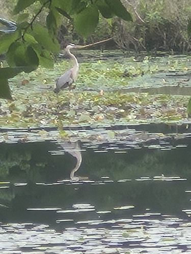 Great Blue Heron