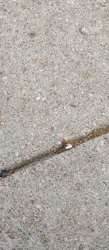 Spotted Lanternfly