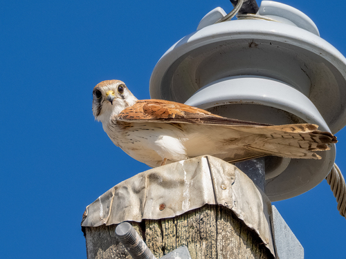 Nankeen Kestrel