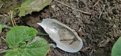 Unio elongatulus