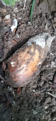 Unio elongatulus