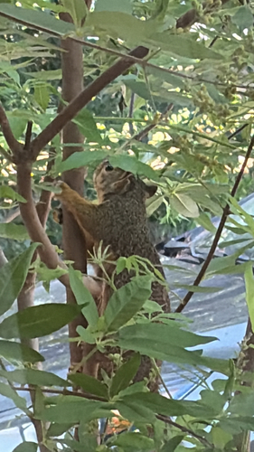 Eastern Fox Squirrel