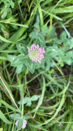 Red Clover