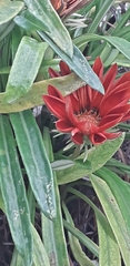 Gazania × splendens