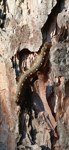 Forest Tent Caterpillar Moth