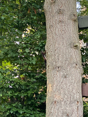 Eurasian Red Squirrel