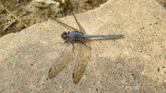 Orthetrum