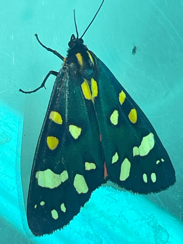 Scarlet Tiger