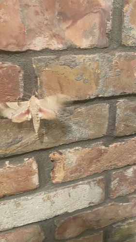 Oak Hawkmoth